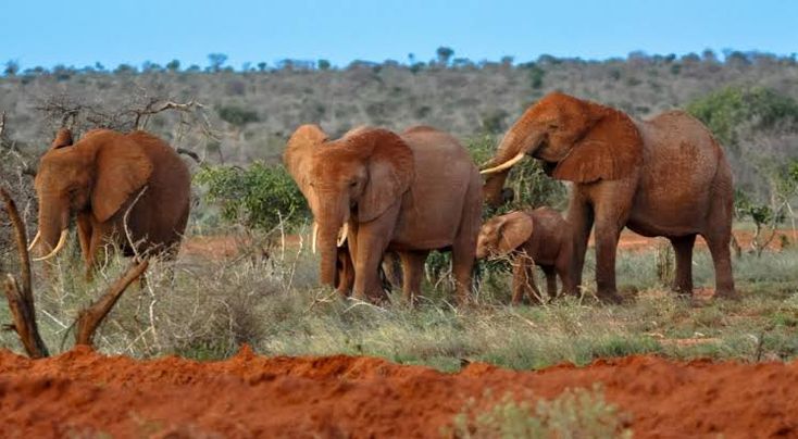 Tsavo East & West