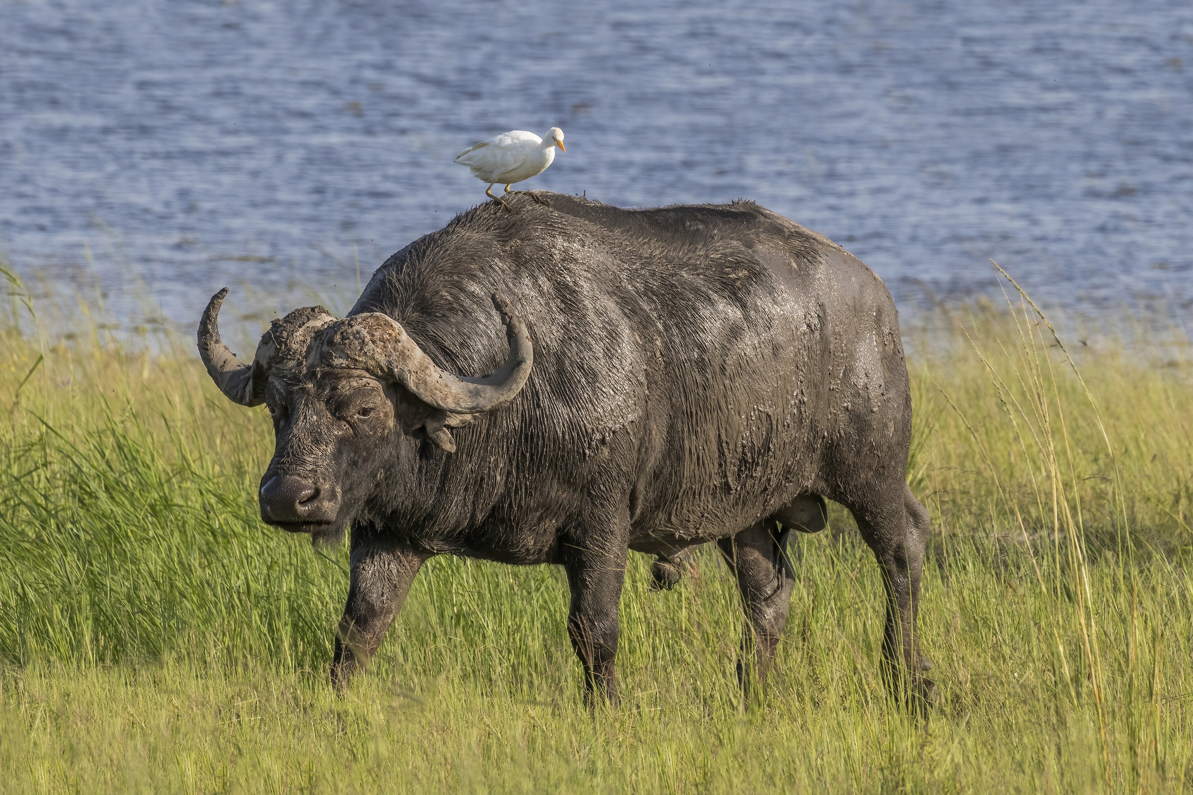 Cape Buffalo Herd