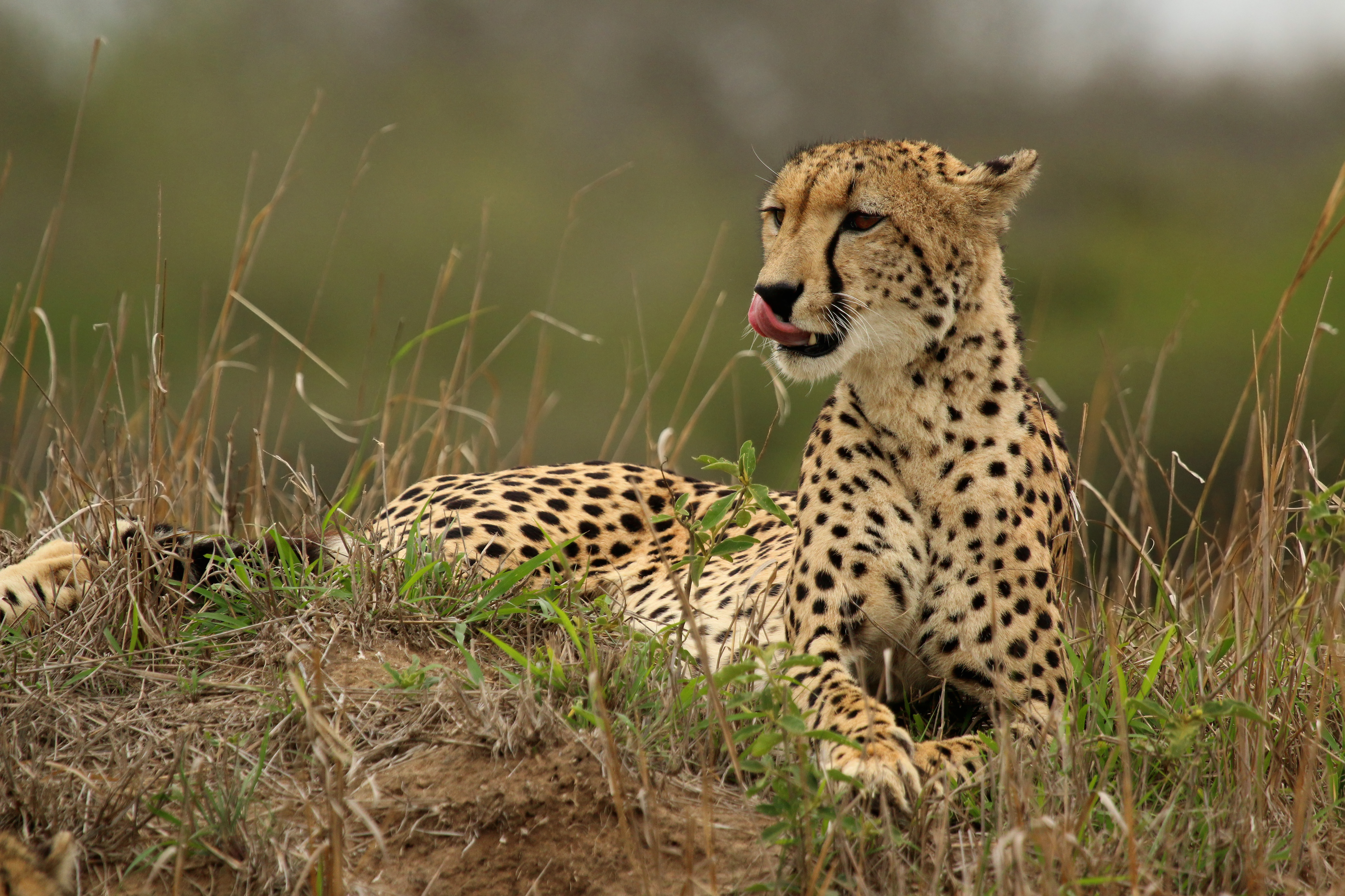 Cheetah on the Hunt