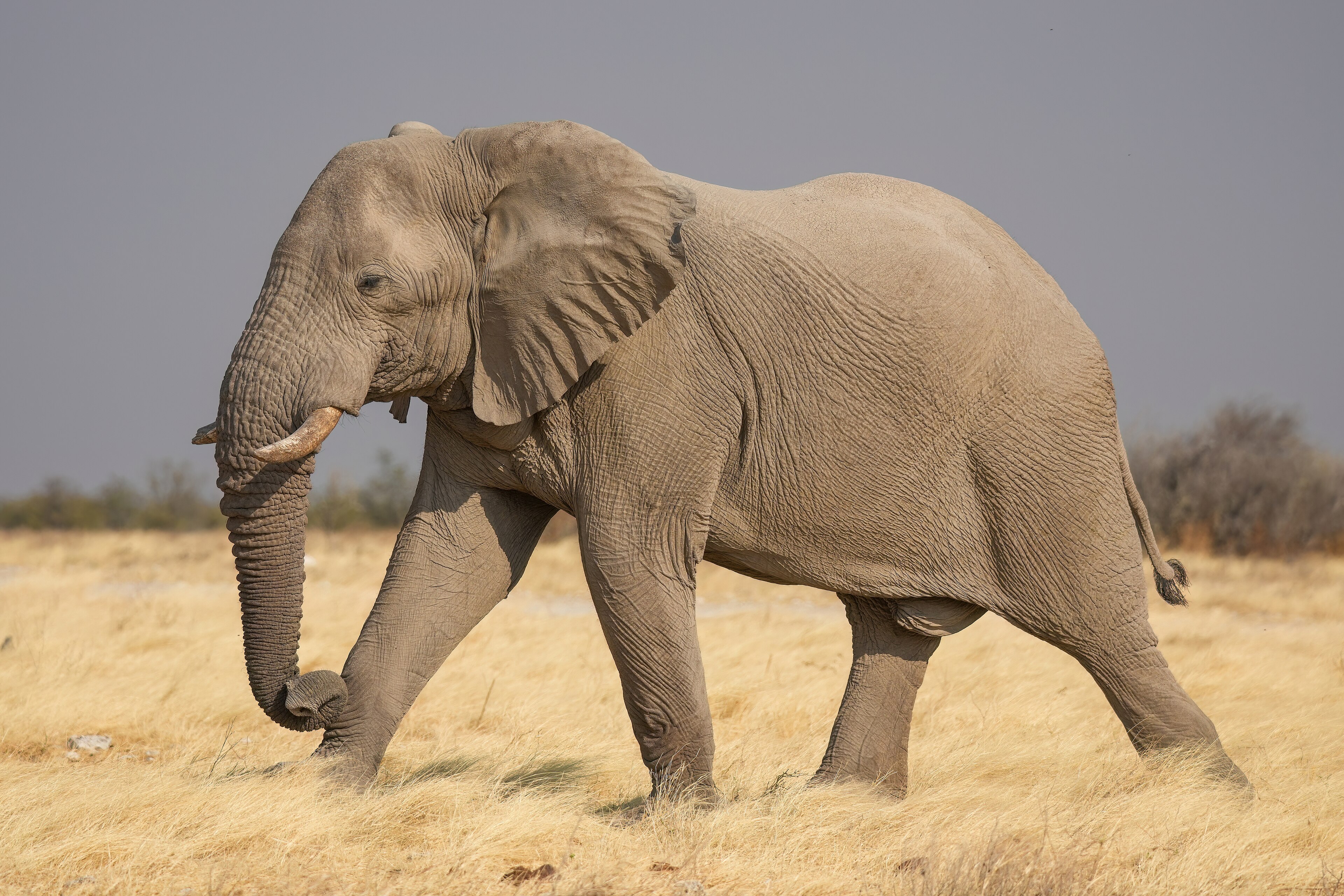 Elephant Bull