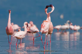 Flamingo Spectacle