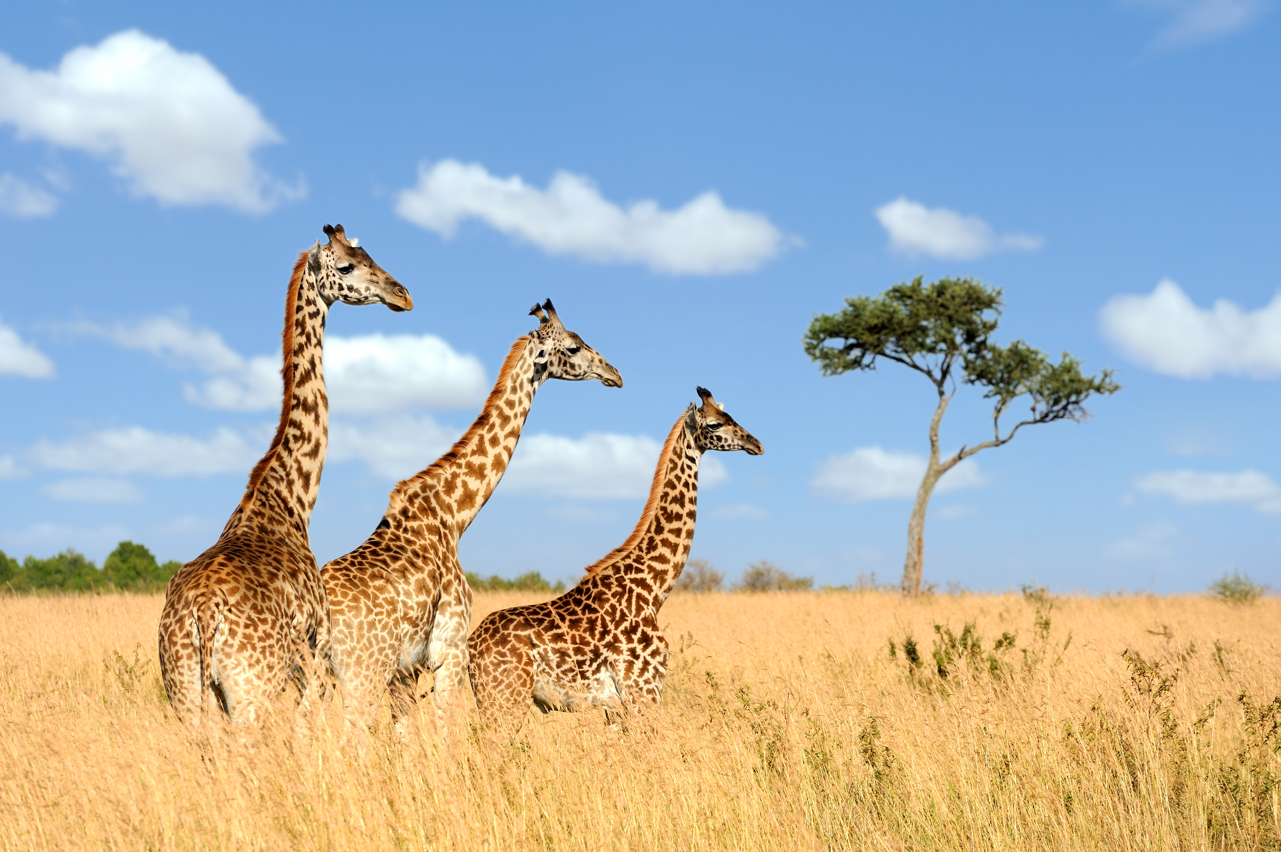 Giraffe Tower