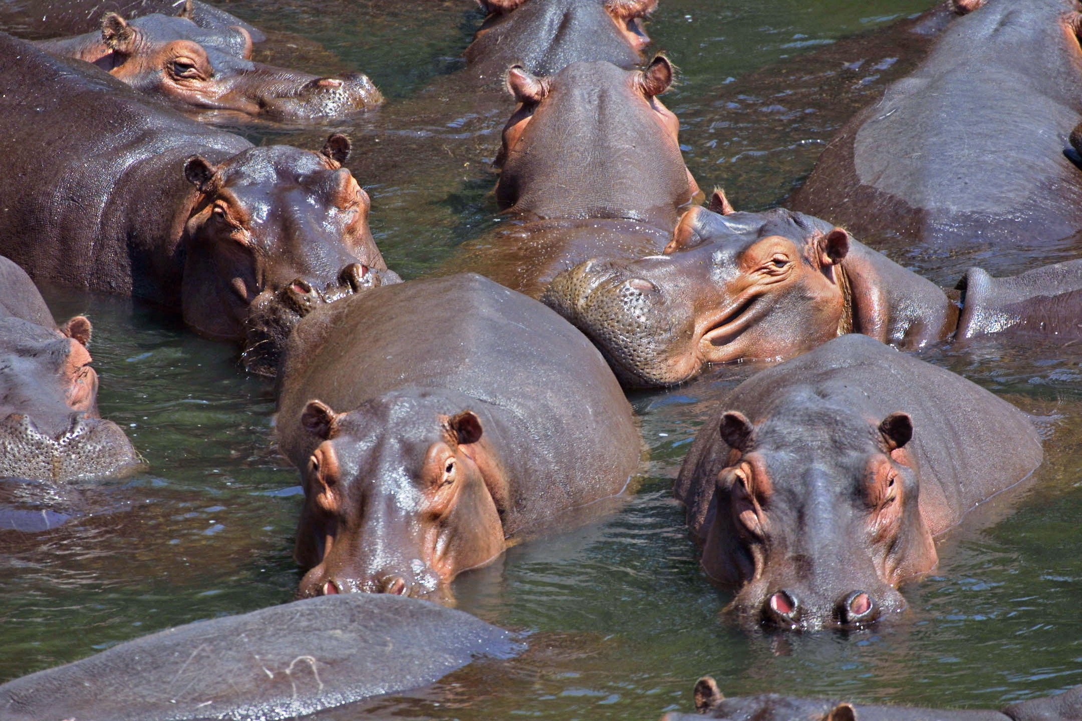 River Hippo Pod