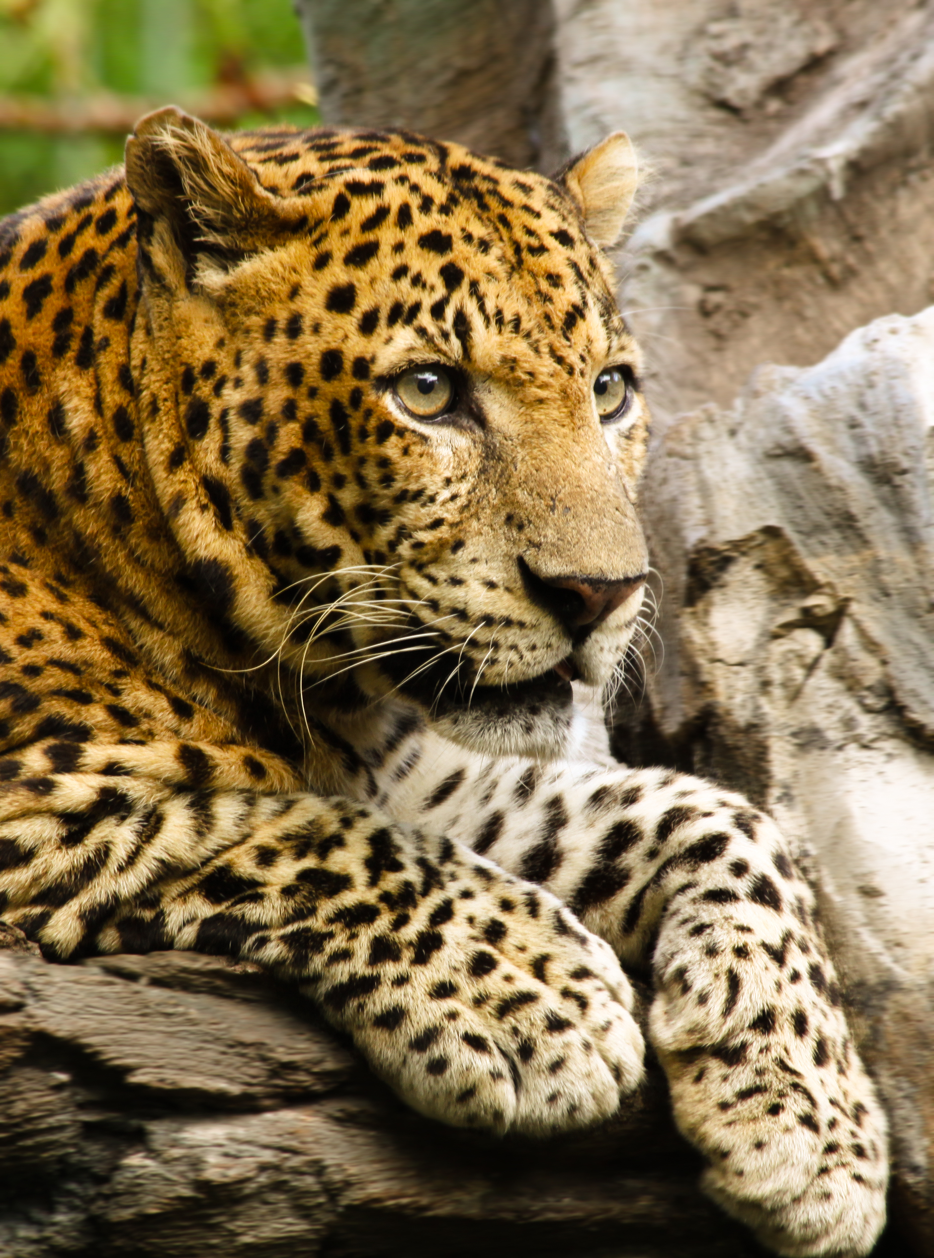 Stealthy Leopard