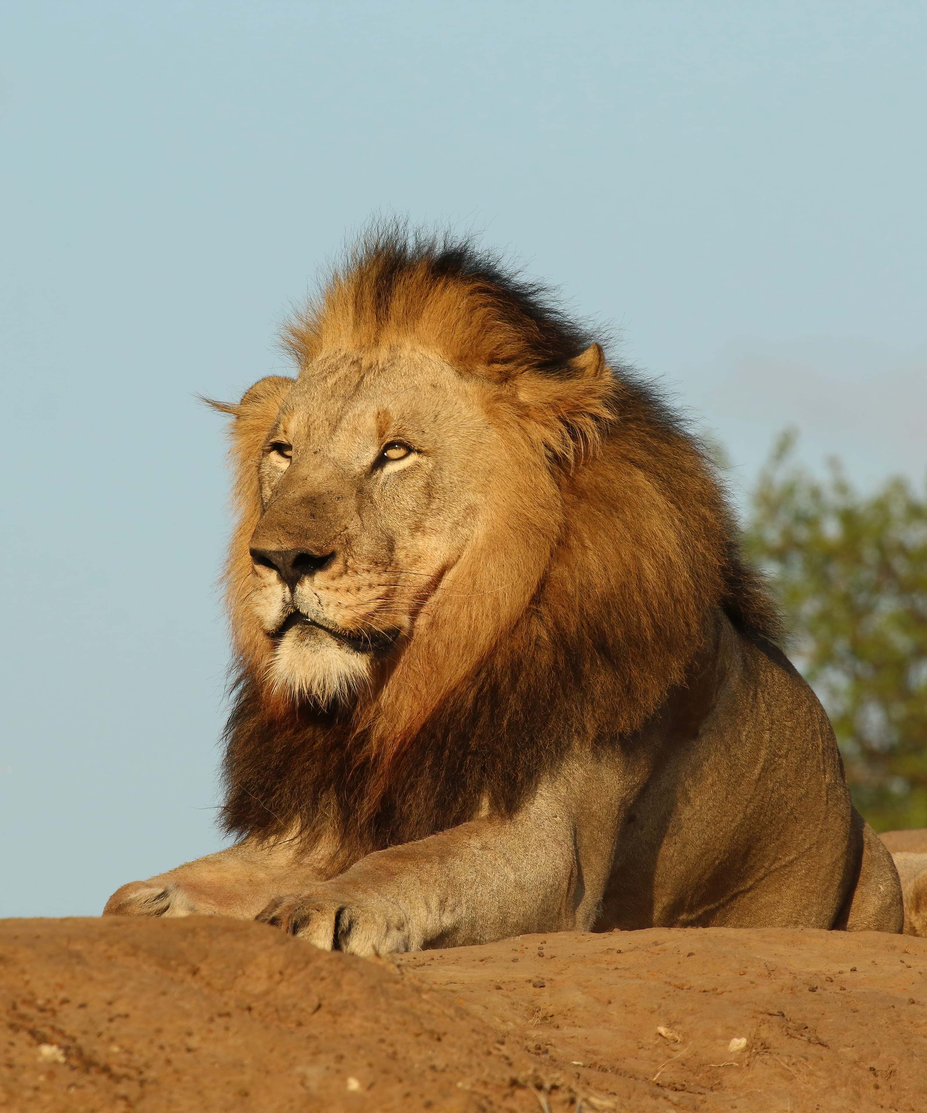 Lion on the Prowl2