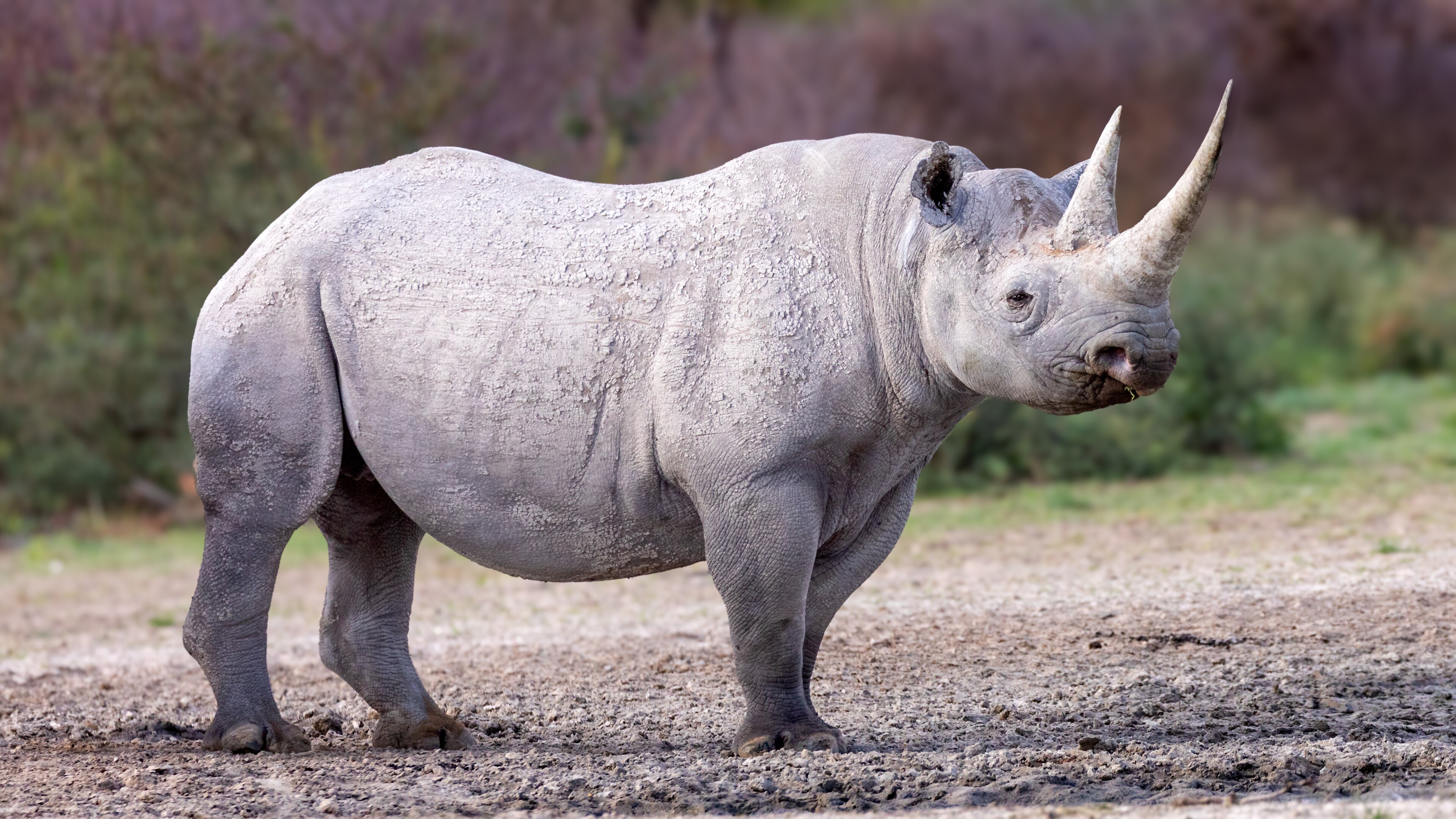 Ancient Rhino