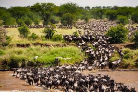 Wild beast Migration in serengeti