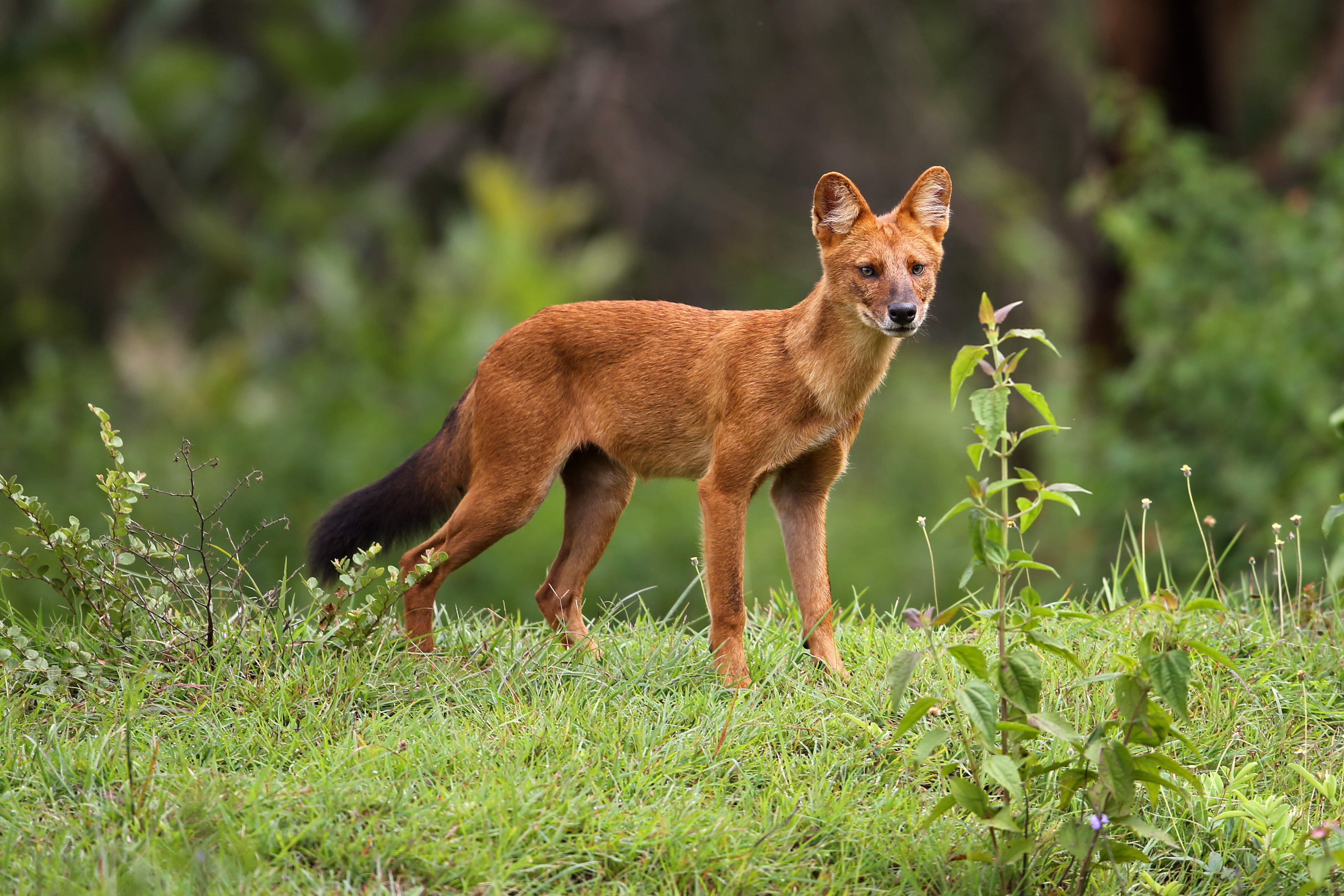 Wild Dog Pack