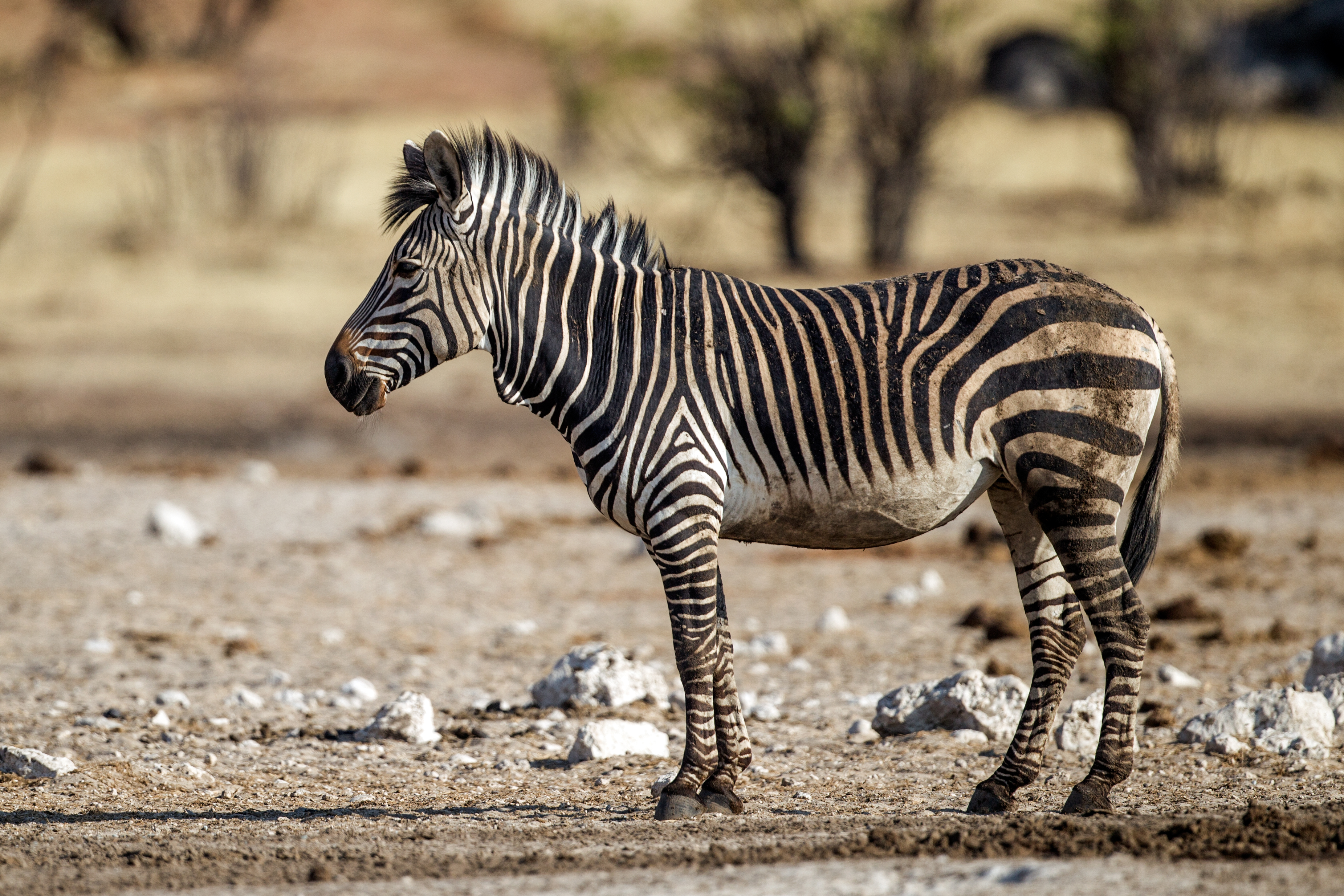 Zebra Crossing