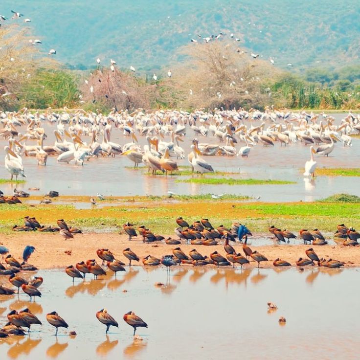 Kenya's 500+ Bird Species: A Birdwatcher's Paradise