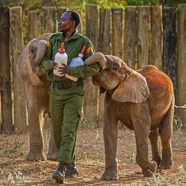 Zarovah's Commitment to Wildlife Conservation