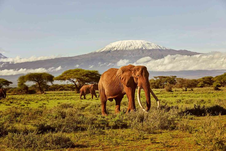 The Majestic Elephants of Amboseli