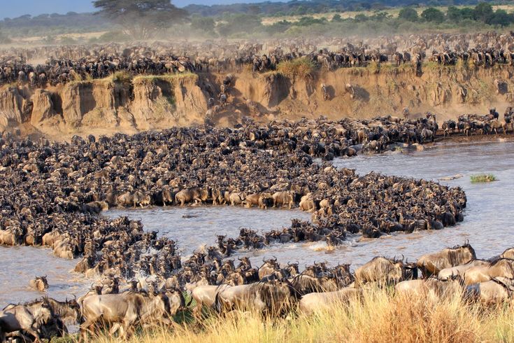 Witnessing the Great Migration: A Once-in-a-Lifetime Experience