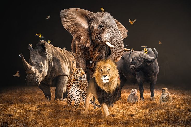Tracking the Big Five: A Complete Guide